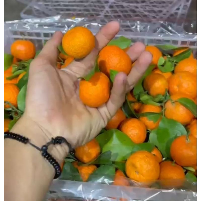 

Buah Jeruk Santang Birma Yumsun Jual Per 1 BOK Krat