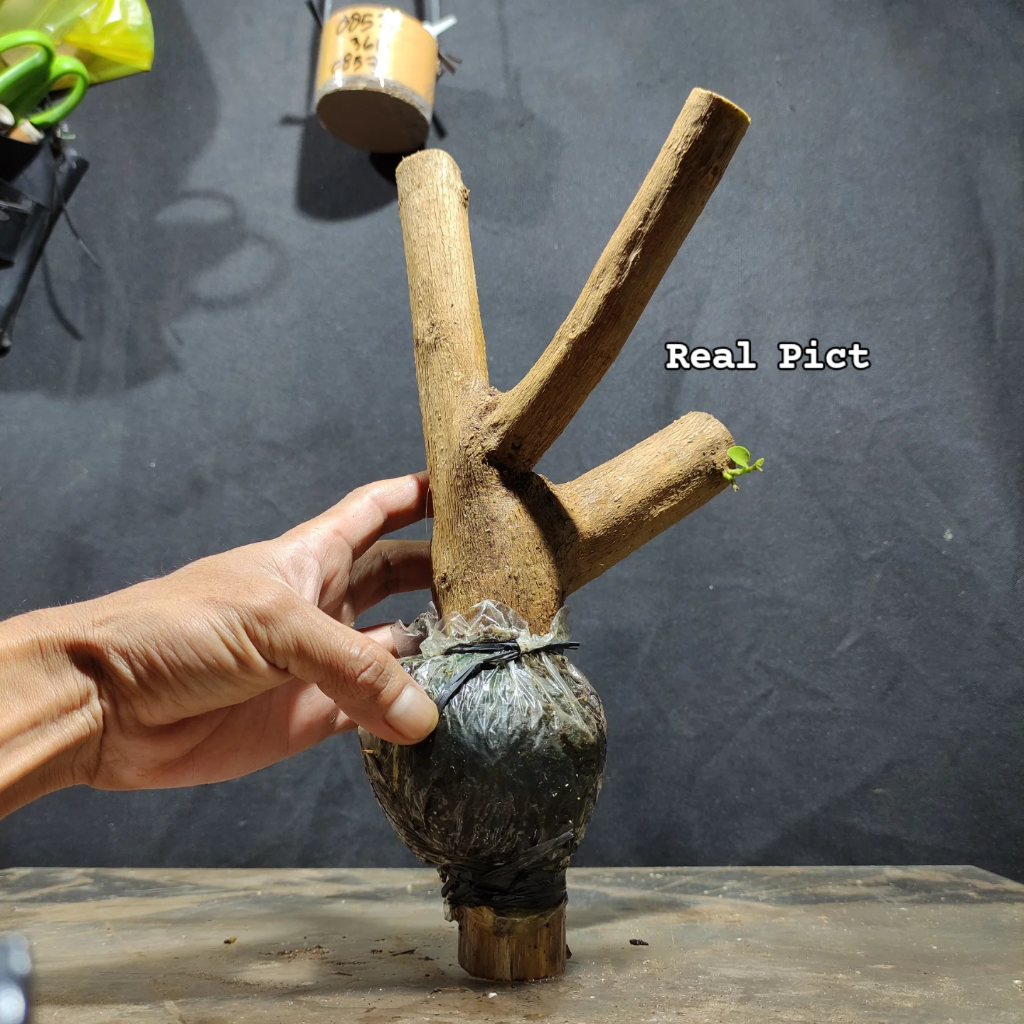 Sancang Ori Bukan Wahong Real Pict Tanaman Hias dan Bahan Bonsai Program