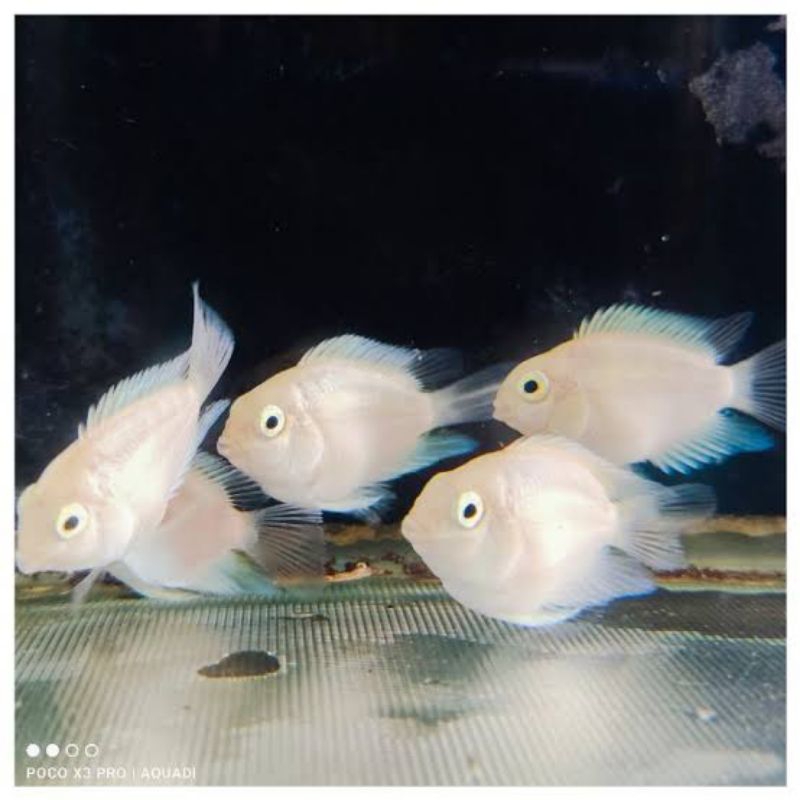 IKAN HIAS PLATINUM POLAR cichild size S, M dan L KHUSUS INSTANT