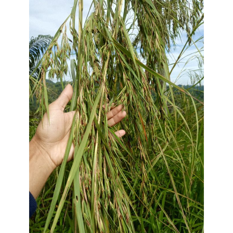 

jual bunga serai gajah hutan,serai kaso gajah,bunga serai ,bunga Pring serai hutan terlaris