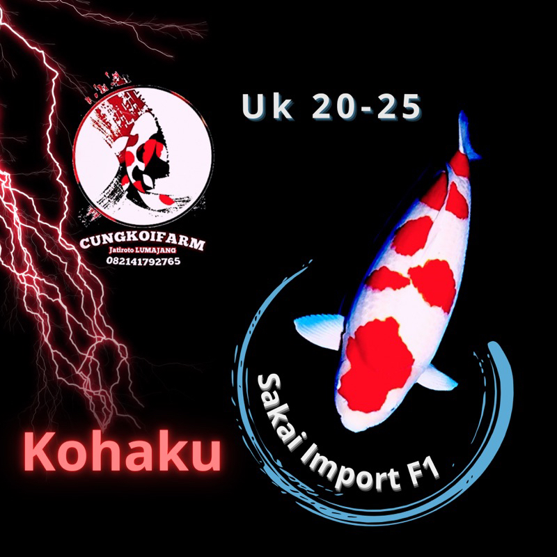 IKAN KOI BERKUAKITAS HIGH QUALITY JENIS KOHAKU SANKE SAKAI F1 DOITSU murah meriah dijamin warna asli