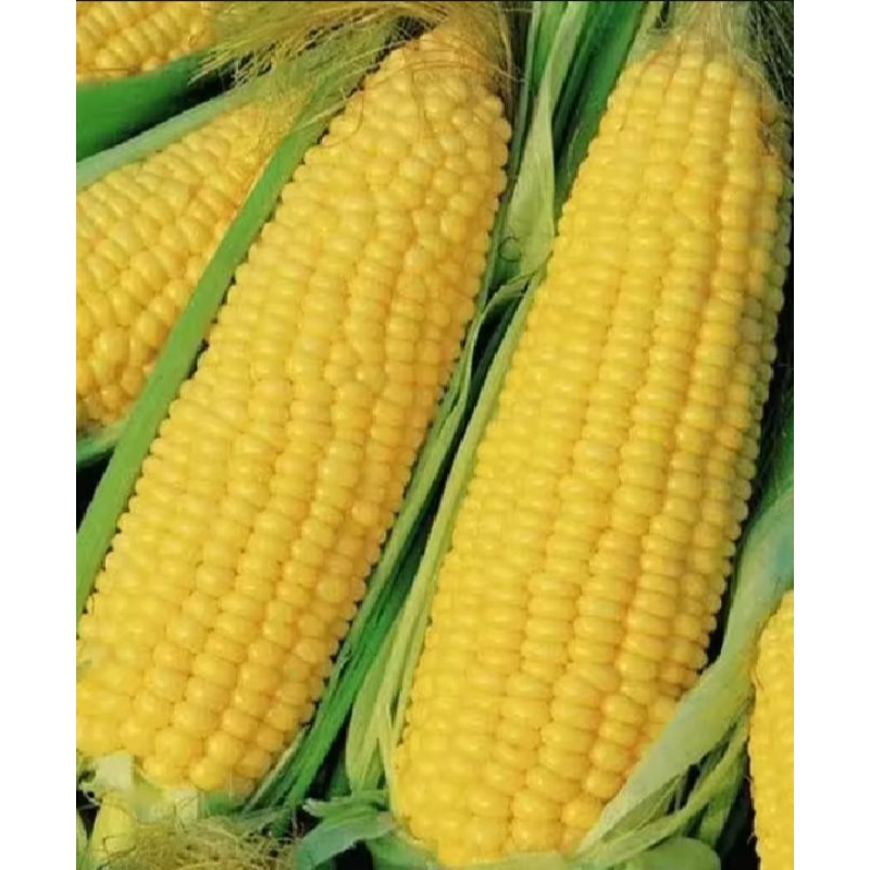 Shopritz  500 Biji Benih Jagung Manis Madu Superan Bibit Tanaman Jagung Manis