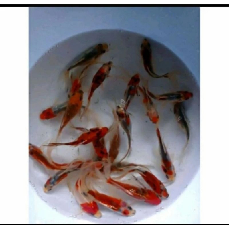 

HIASAN KOLAM / K0MET TRICOLOR