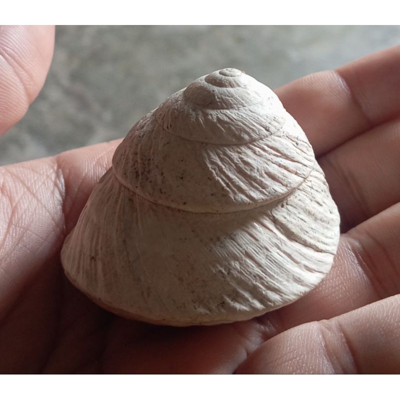 Fosil keong darat 5 pcs