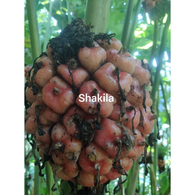 

buah kecombrang atau buah honje yang banyak manpaatnya bagi kesehatan