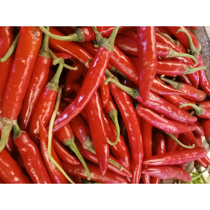 

cabe merah besar tw