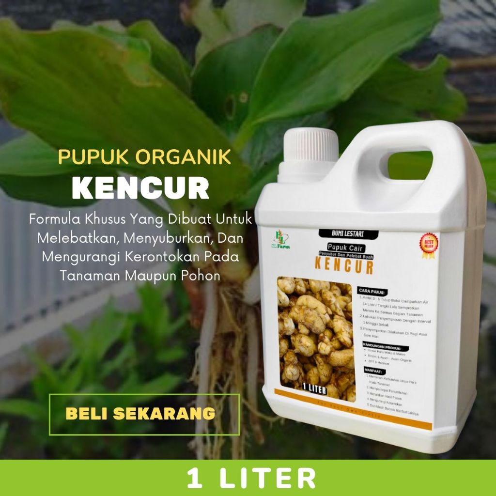 Pupuk Kencur Pembesar Rimpang Kencur Booster Kencur Penyubur Pelebat Rimpang Kencur Cepat Berbuah