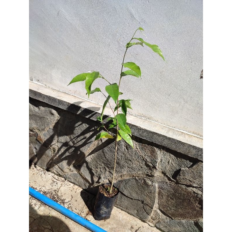 Bibit pohon Gaharu super