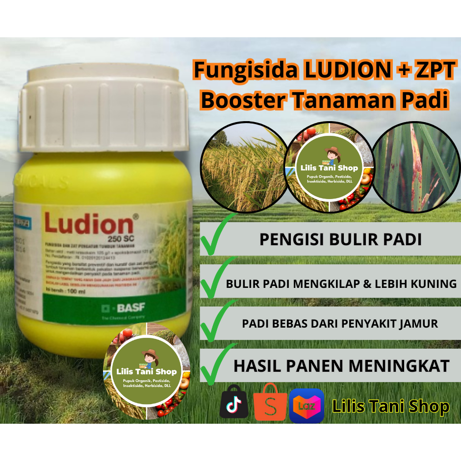 LUDION Fungisida+ ZPT Obat Hawar Pelepah Padi Tingkatkan Kualitas Dan Hasil Panen