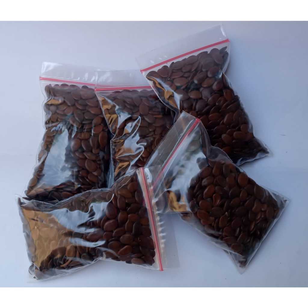 Bibit Benih Lamtoro Taramba Pakan Ternak Sumber Protein