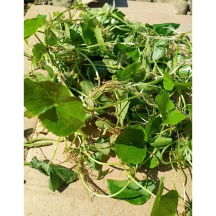 

100gram Daun pegagan / antanan segar obat herbal ( bebas kimia )
