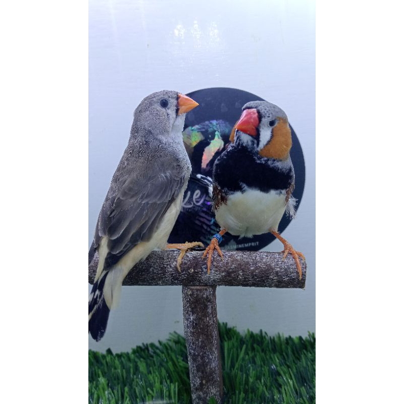 ZEBRA FINCH BLACKBREAST SEPASANG