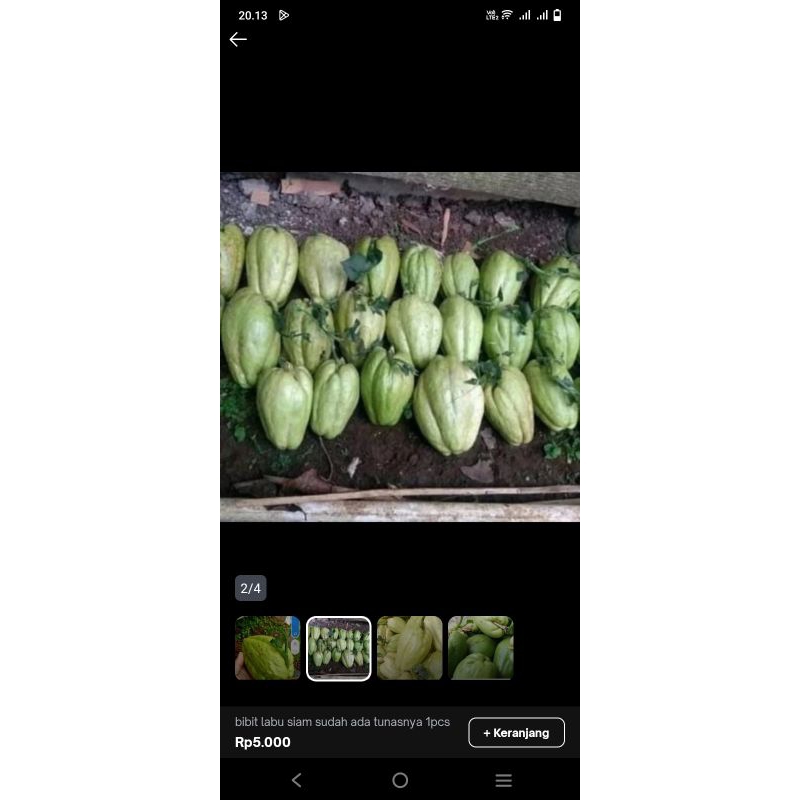 

Bibit labu siam murah, berkualitas,1pcs