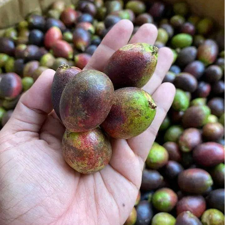 

Buah Matoa Fresh 1KG Grade Super