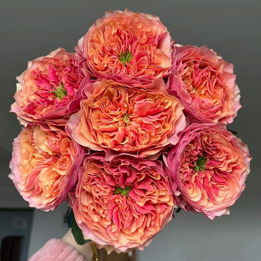 Mawar Import Kensington - Kensington Rose