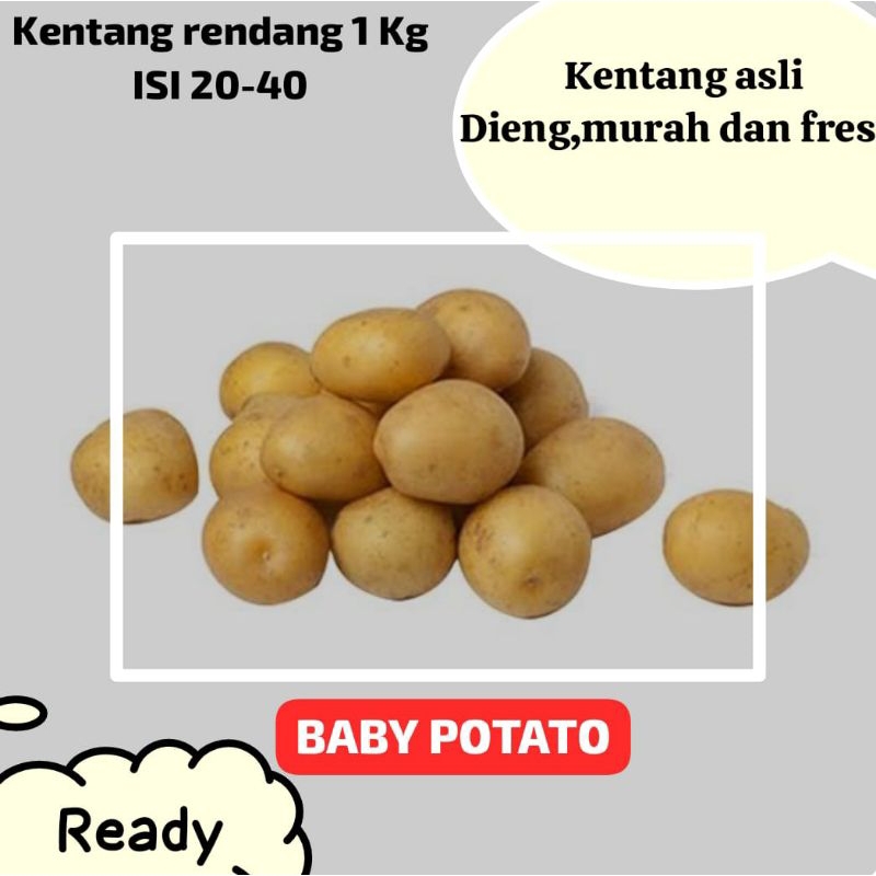 

kentang rendang Dieng 2 kg kualitas fresh