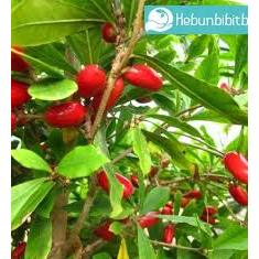 Tanaman Miracle Fruit berbunga 75