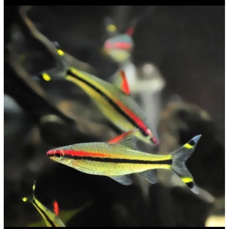 

HIASAN AQUARIUM/ PONTIUS DENOSONI SEDANG