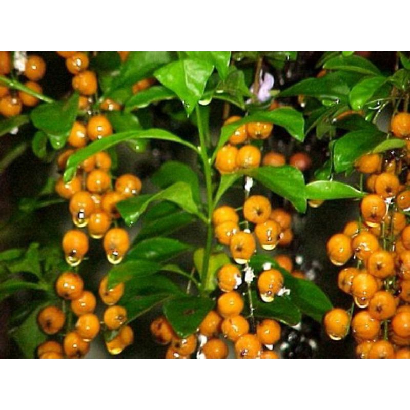 Bibit Buah Sinyo Nakal Bunga Duranta Erecta Pohon Teh Tehan Tanaman Hias Buah Anak Nakal Bunga Ungu 