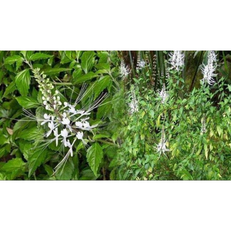 

Daun Kumis Kucing Herbal Fresh Segar 500gr