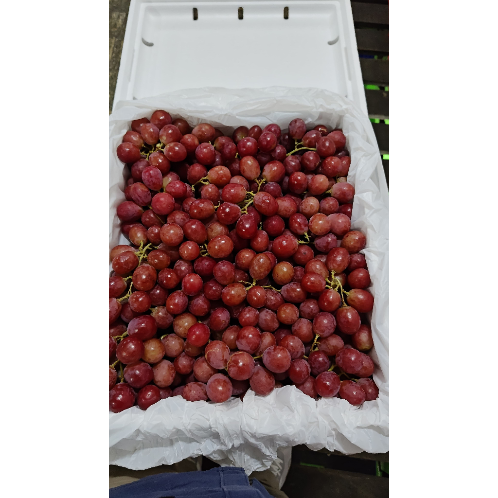 

Anggur Red Globe Australia FRESHPICK / 9KG (KHUSUS INSTANT)