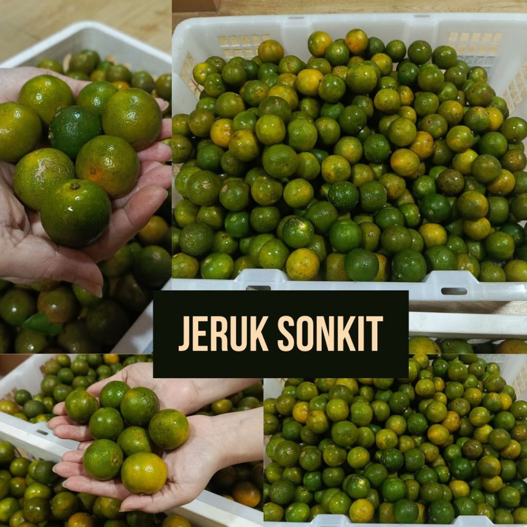 

Jeruk Sonkit | Kunci | Kasturi | Sonkit Cui - Ukuran Jumbo - Harga per 100 gram