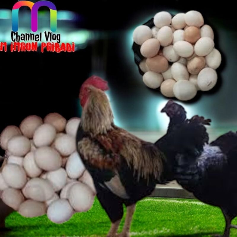 

IMRON PRIBADI Paket 10 Pcs TELUR FERTIL AYAM KUB2 Jalur Petelur Kwalitas Super Jaminan Menetas Hasil Peternak Profesional