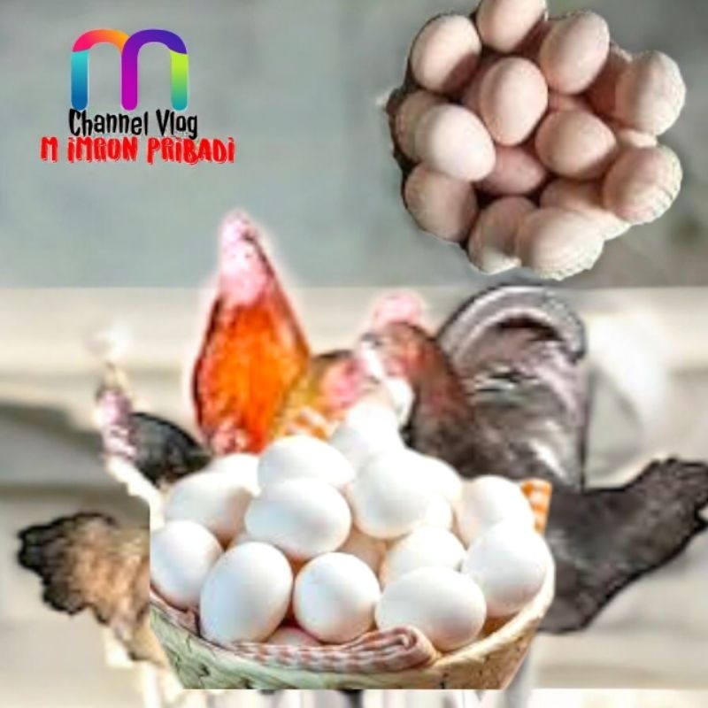 

IMRON PRIBADI Paket 5 Pcs TELUR FERTIL AYAM KUB2 Jalur Silangan Ayam Materi PEDAGING Kwalitas Super Jaminan Menetas Hasil Peternak Profesional