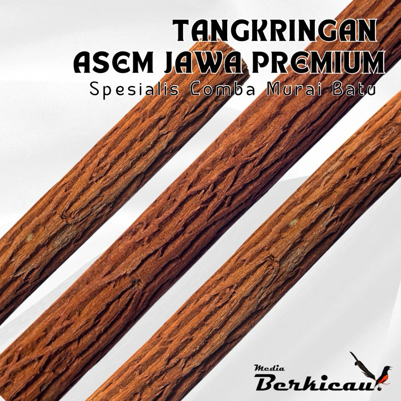 TANGKRINGAN ASEM JAWA MURAI BATU PREMIUM