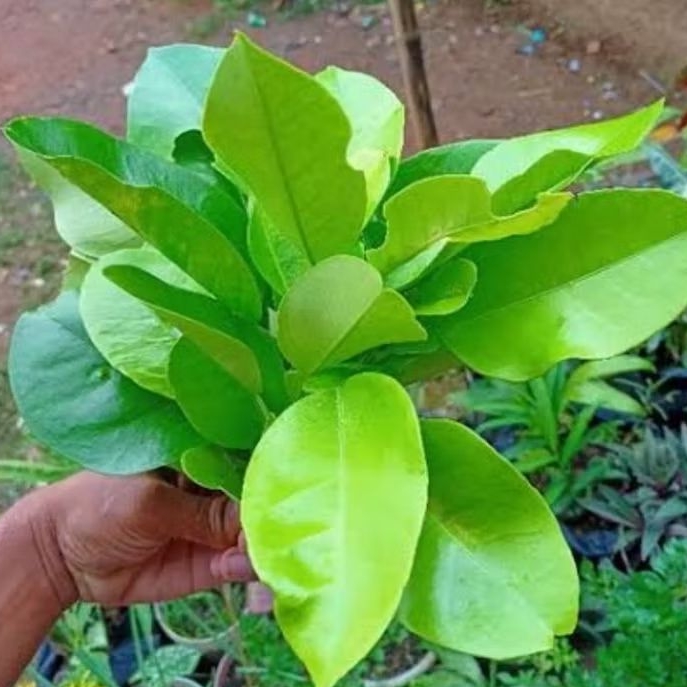 

Daun jeruk bali segar paket 250 gram