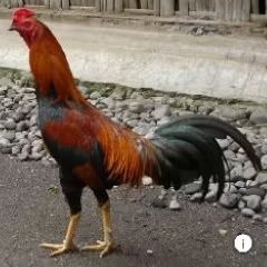 

AYAM JAGO / JANTAN AYAM KAMPUNG ASLI ( siap kawin)