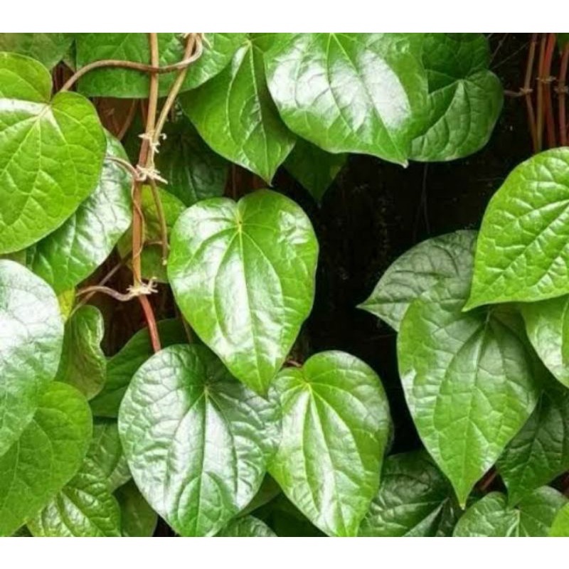 

Daun SIRIH hijau 10 lembar alami,fresh,obat,herbal