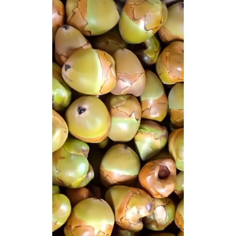 

Beluluk Kelapa kecil tembuluk fresh obat diabetes hijau dan kuning