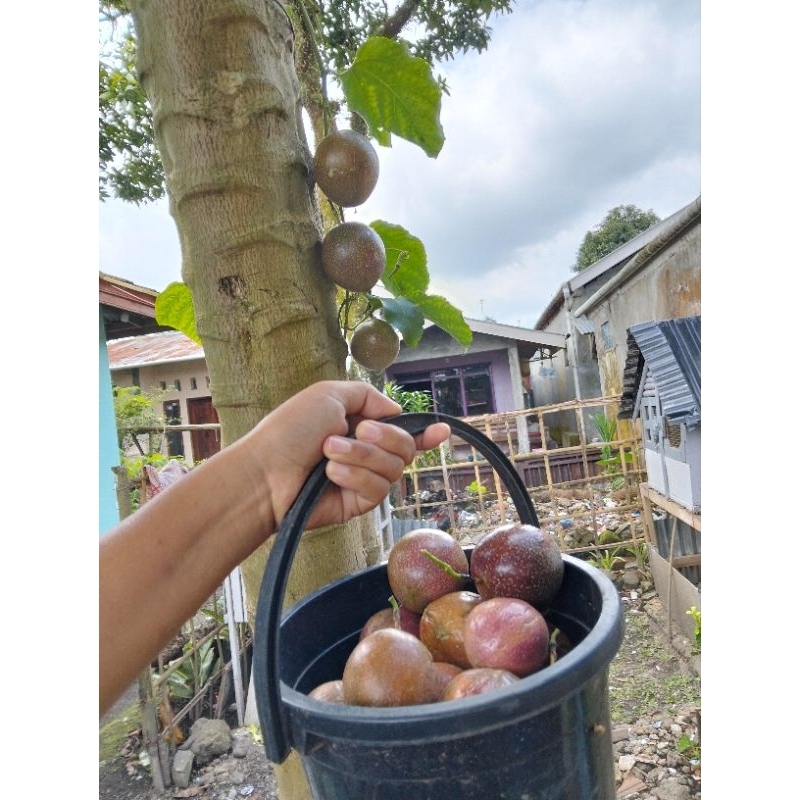 

Buah markisa ungu (perbiji)