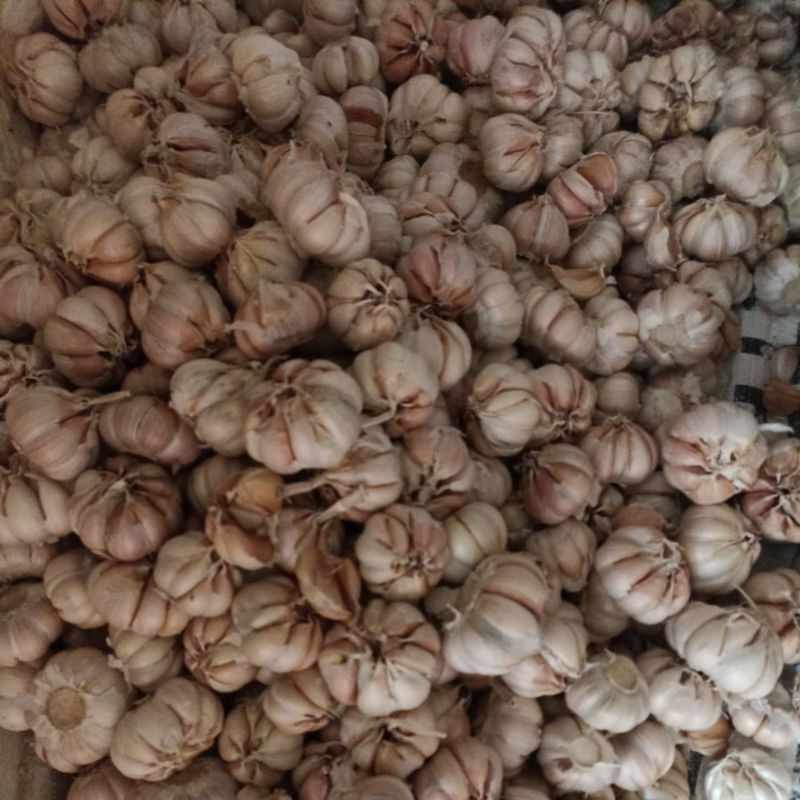 

Bawang Putih Sinco 500 gr