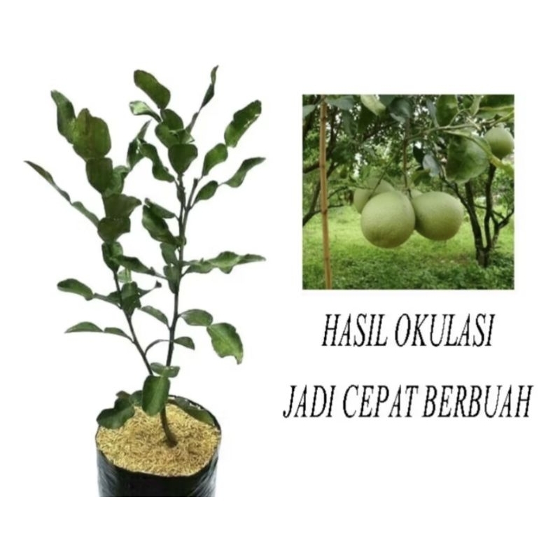 

bibit jeruk pamelo madu muria