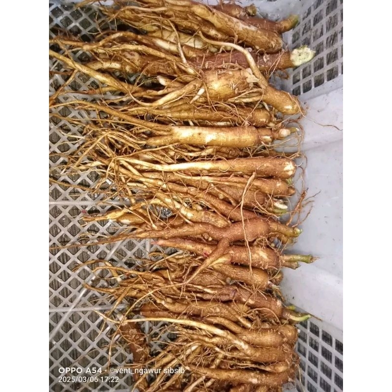 

Gingseng extra segar