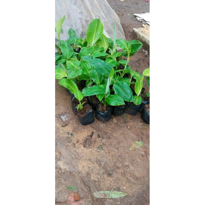 bibit pisang (ambon,raja,kepok,tanduk,mas,kapendis, dll)
