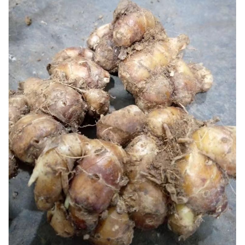 

kencur frees kencur seblak rempah pilihan 1 kg