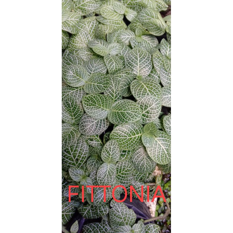 Tanaman darat buat paludarium/ terrarium