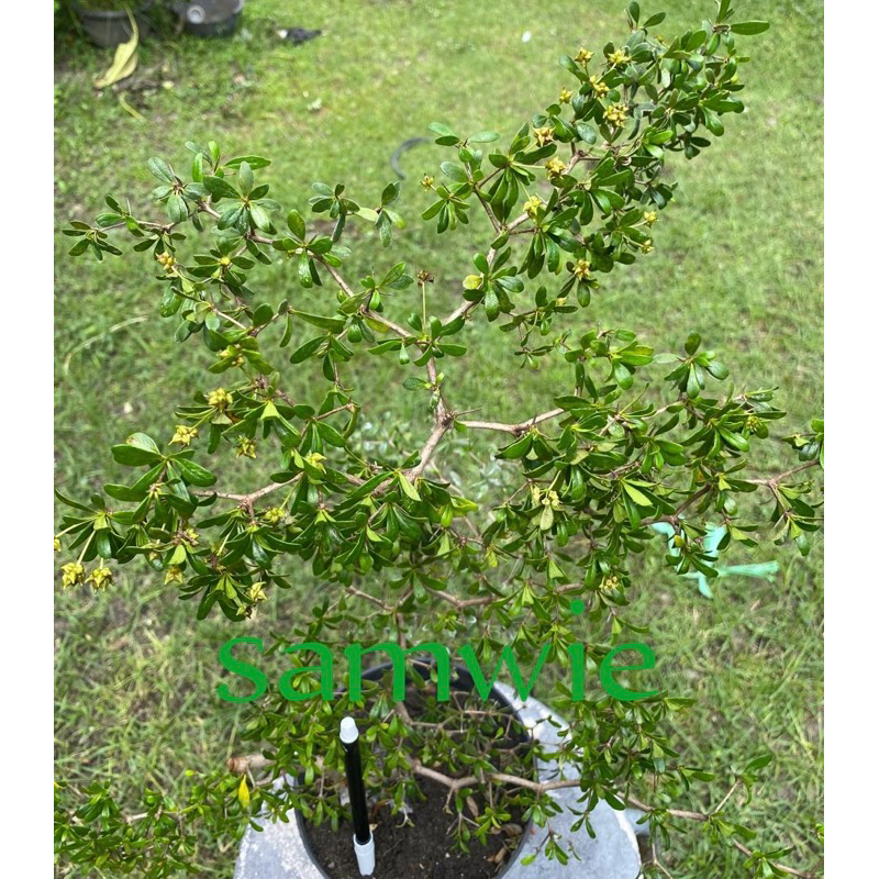 Bahan Bonsai Black Olive Bucida Spinosa Hasil Cangkok.