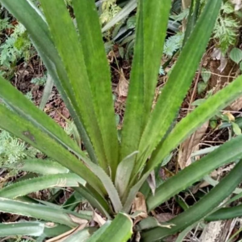 

Daun Nanas Segar Obat Herbal Alami 12 pcs