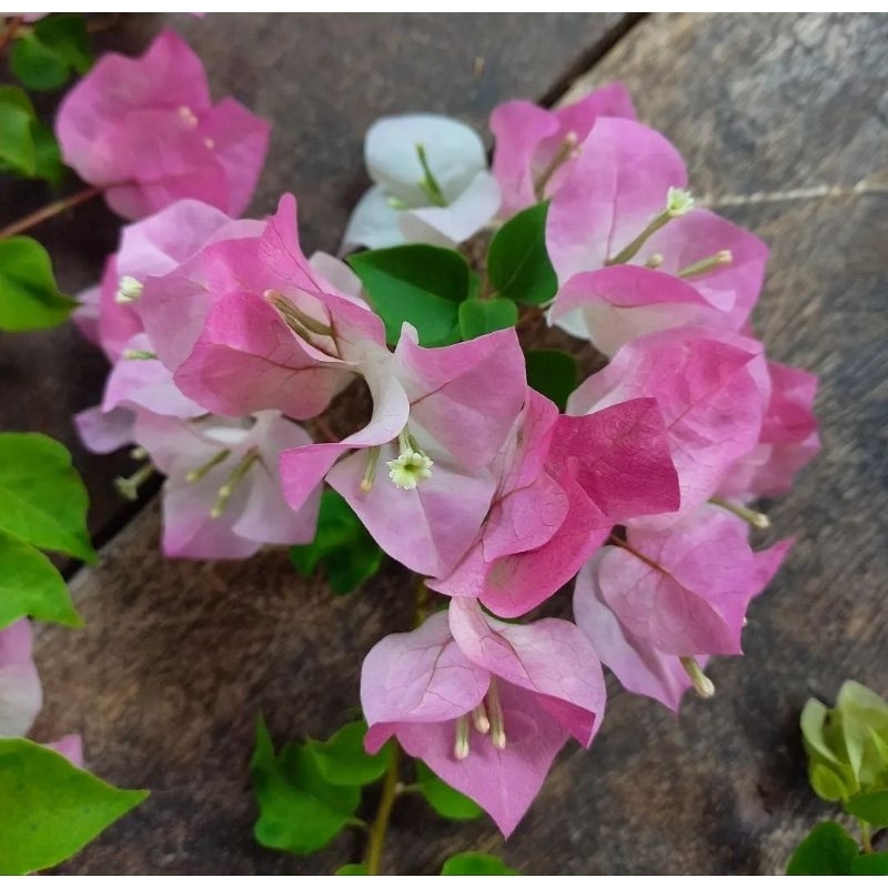 Bougenville Bengawan Solo original