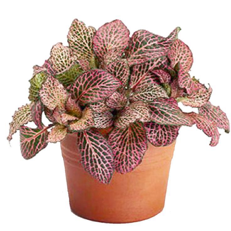 Tanaman Hias Fittonia Pink Star Nerve Plant - Fitonia Mosaik Rimbun