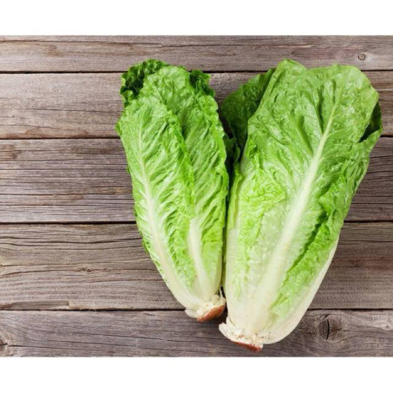 

Sayur Romaine Lettuce Organik 250 Gram