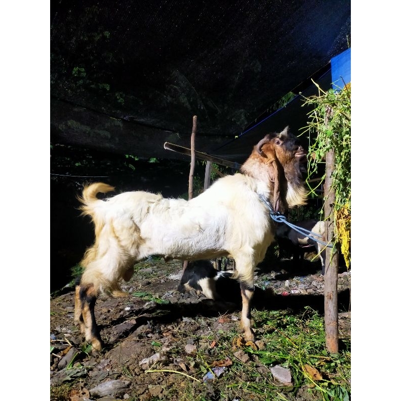 kambing qurban dan aqiqah