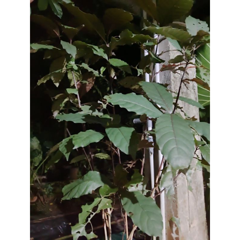 

Daun Merah