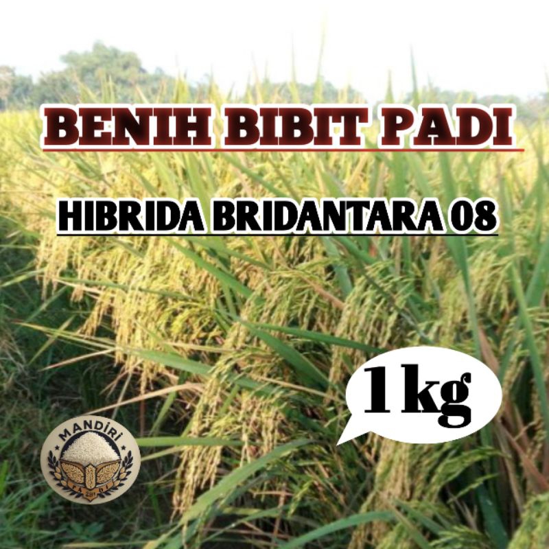 BENIH PADI HIBRIDA BRIDANTARA 08 KEMASAN 1KG