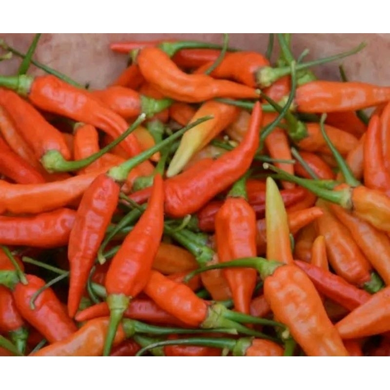 

cabe rawit Merah Super