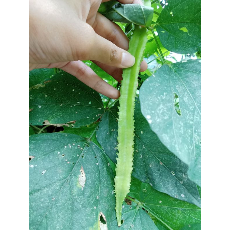 

sayur kecipir 500 gram